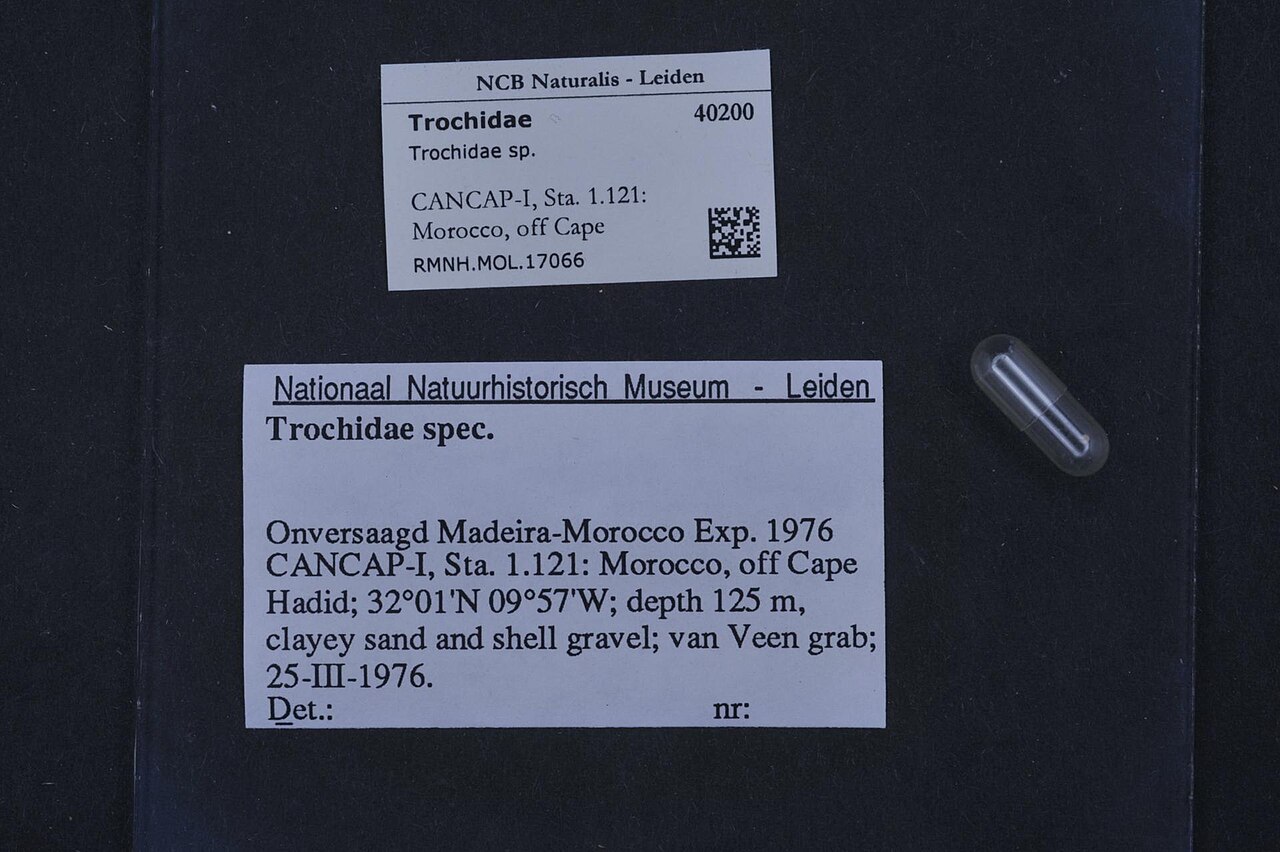Trochidae