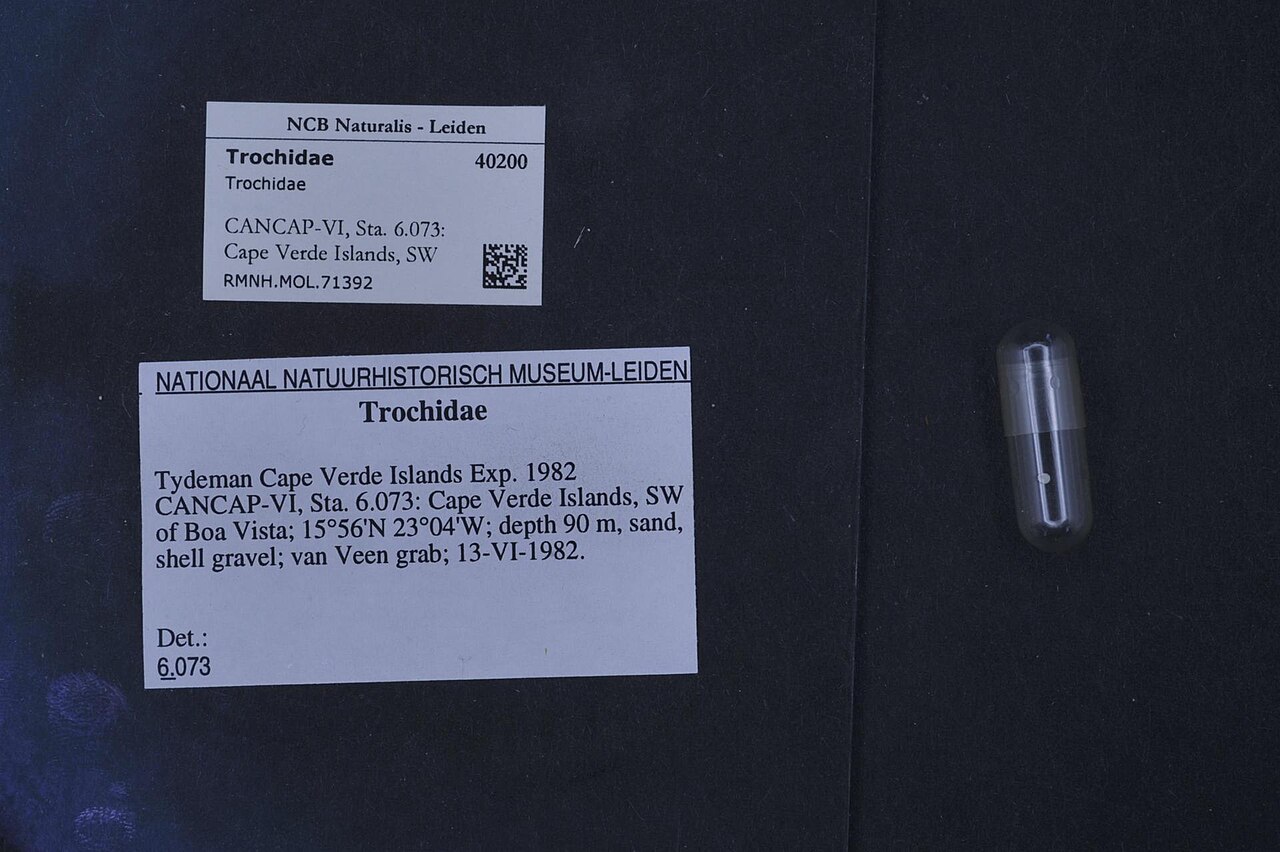 Trochidae