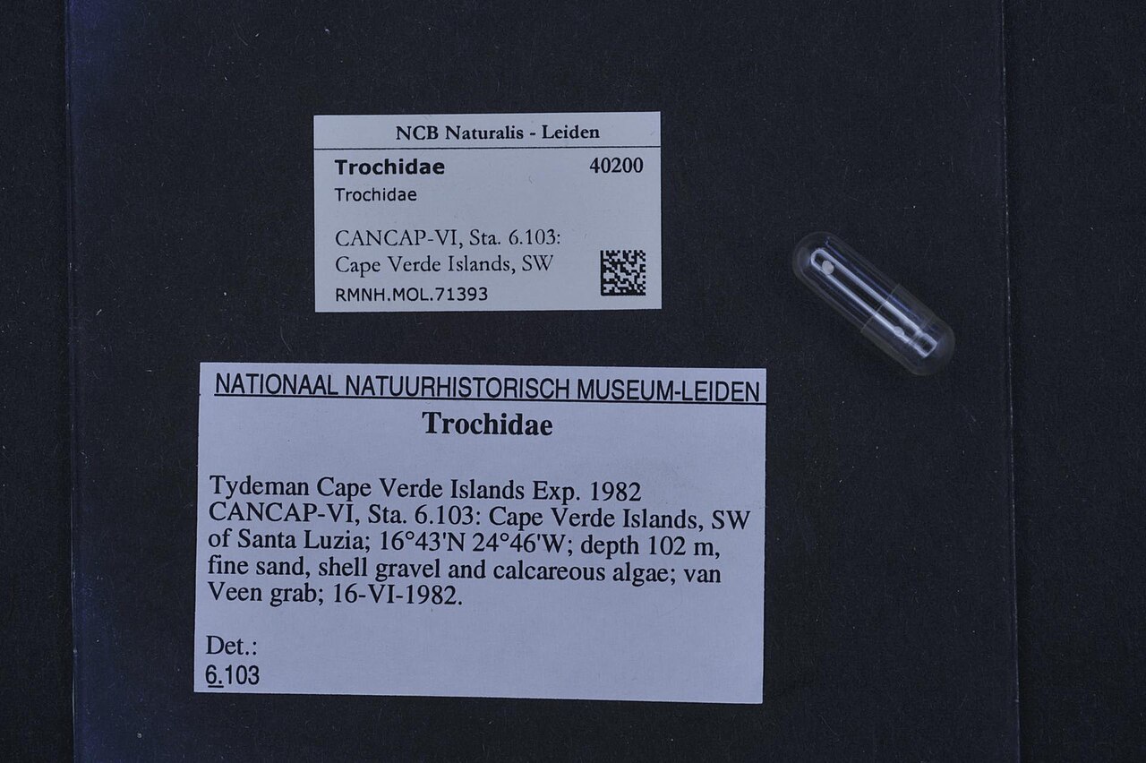 Trochidae
