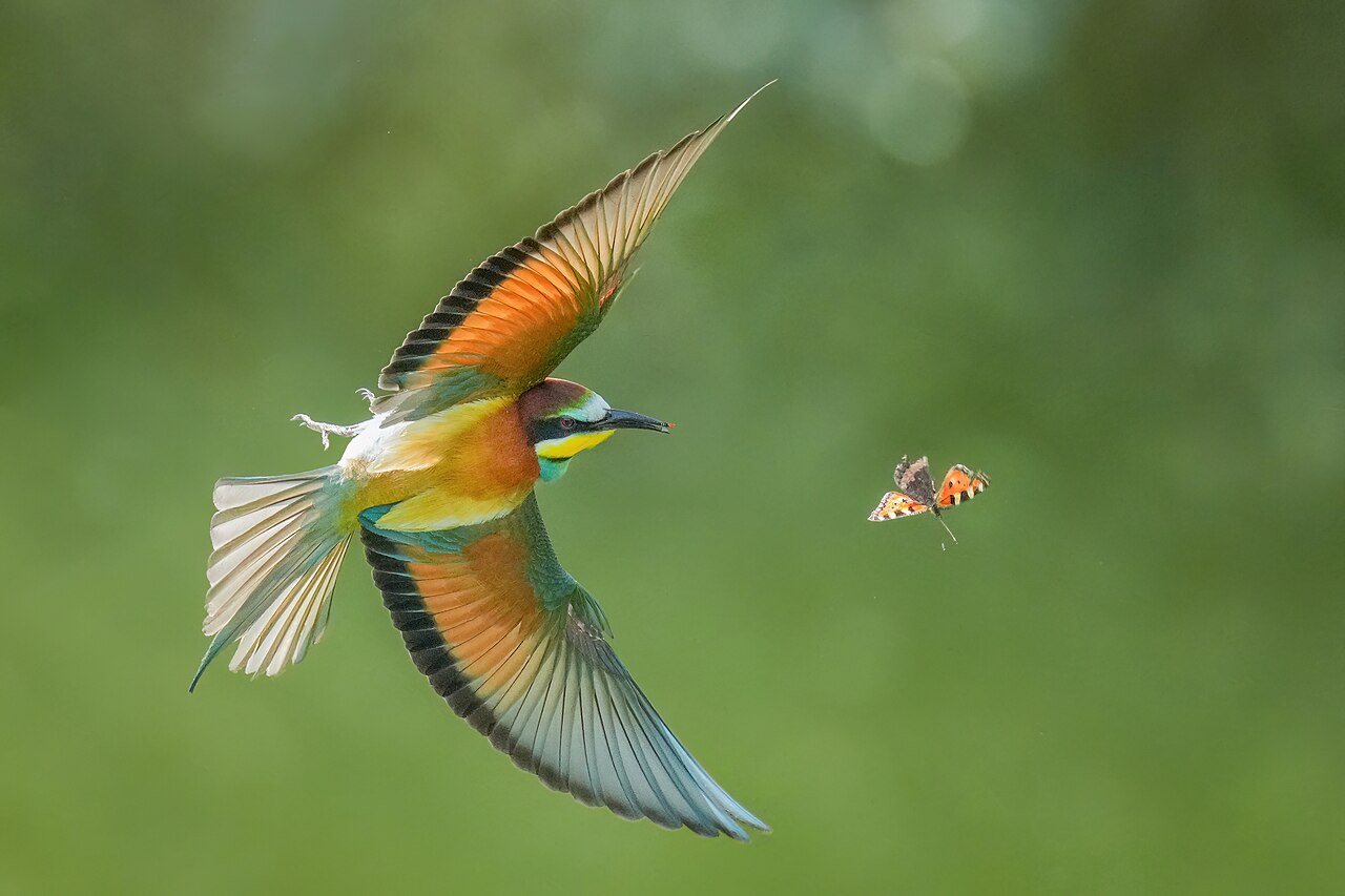 Butterfly kick