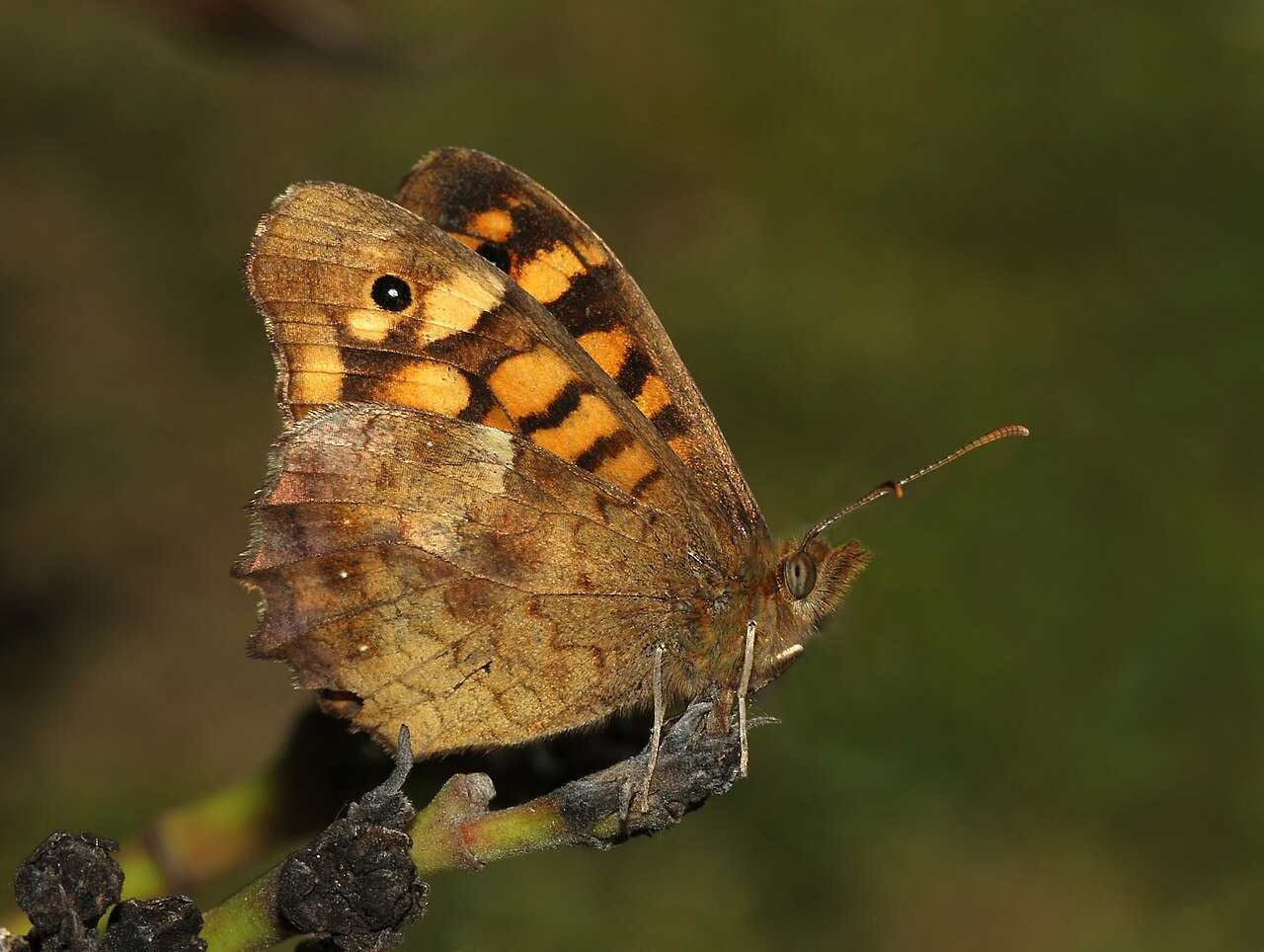 Butterfly kick