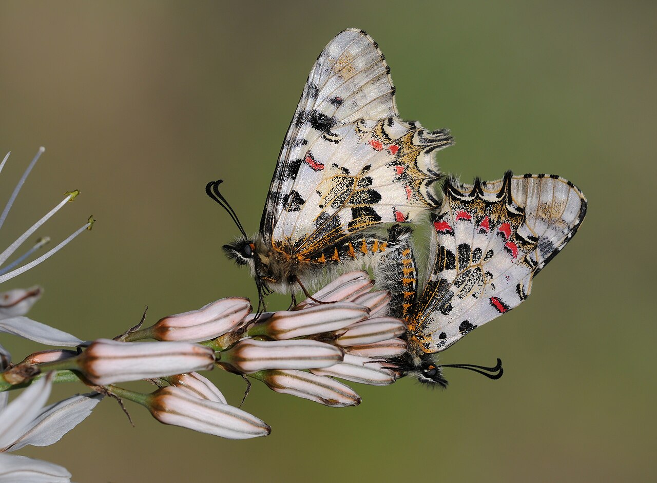 Butterfly kick