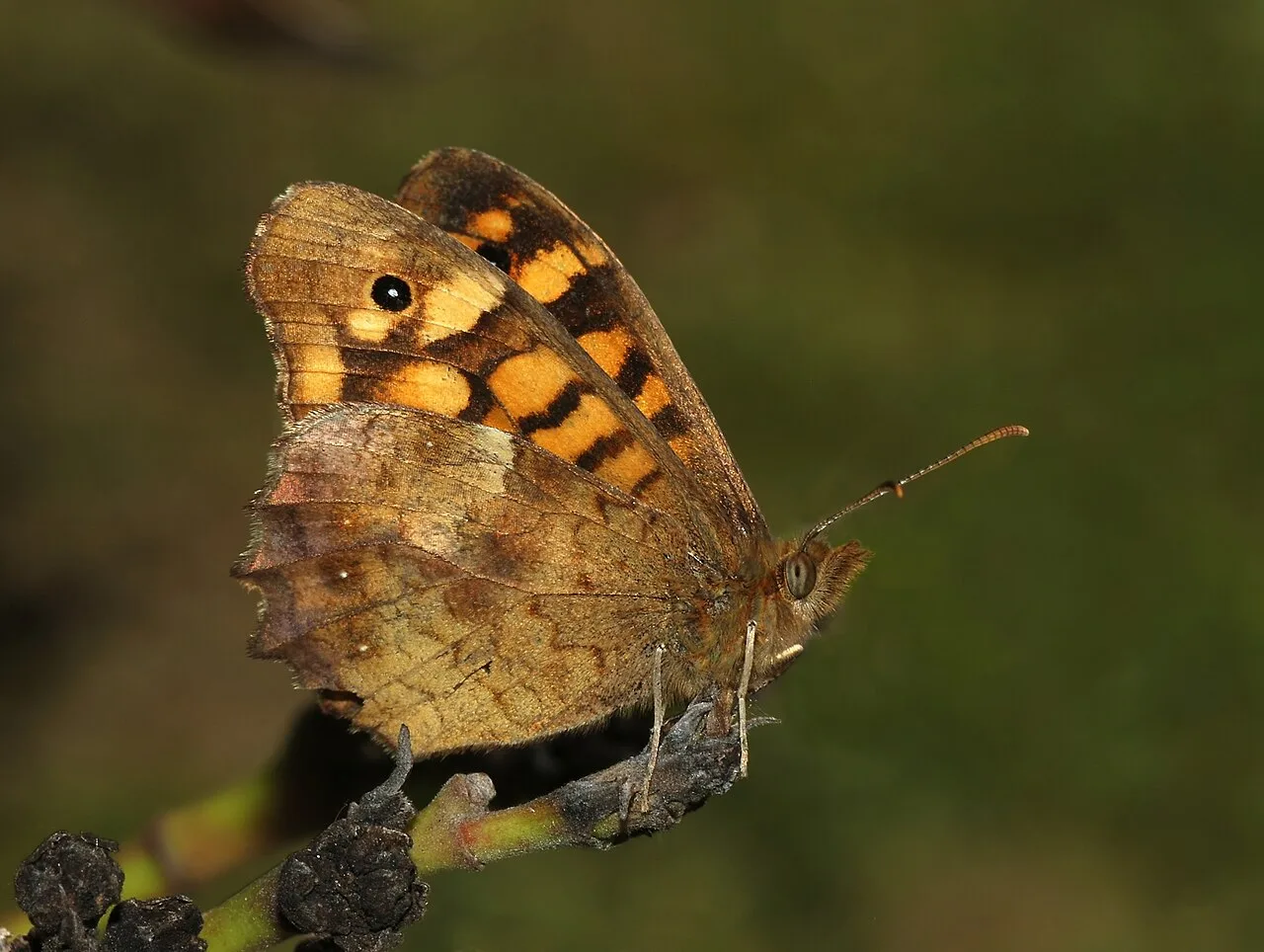 Butterfly kick
