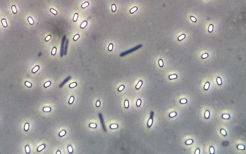 Endospore Bazillus