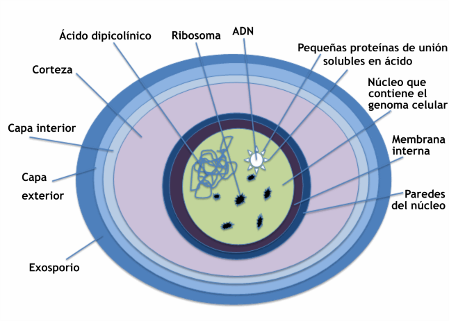 Endospore Diagram-es