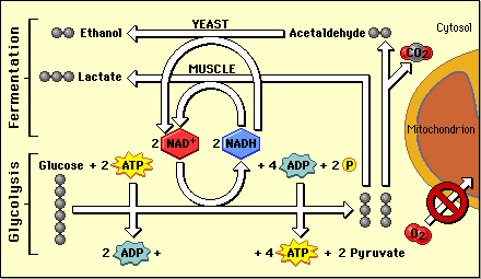 Alcohol fermentation process