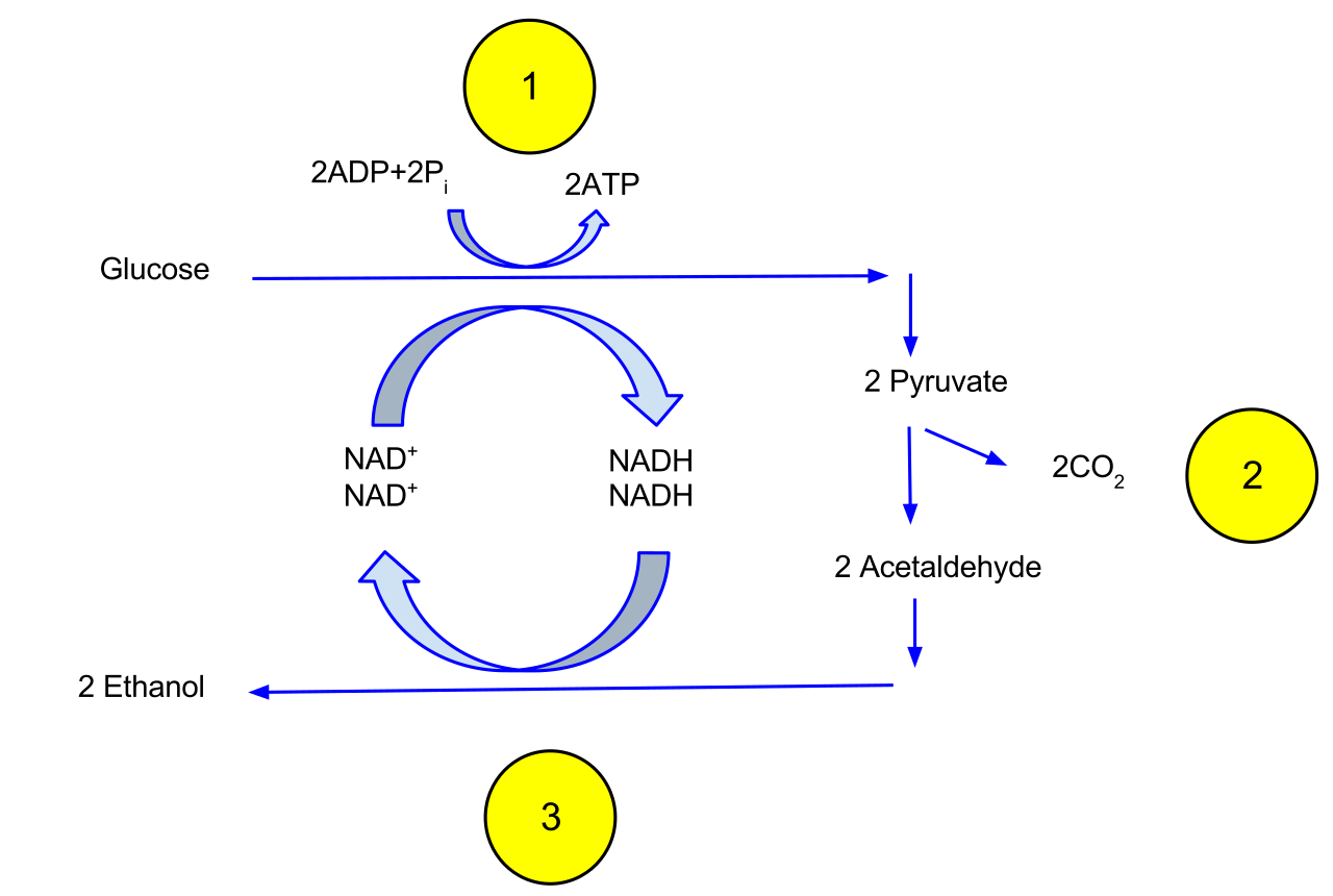 Ethanol fermentation-1