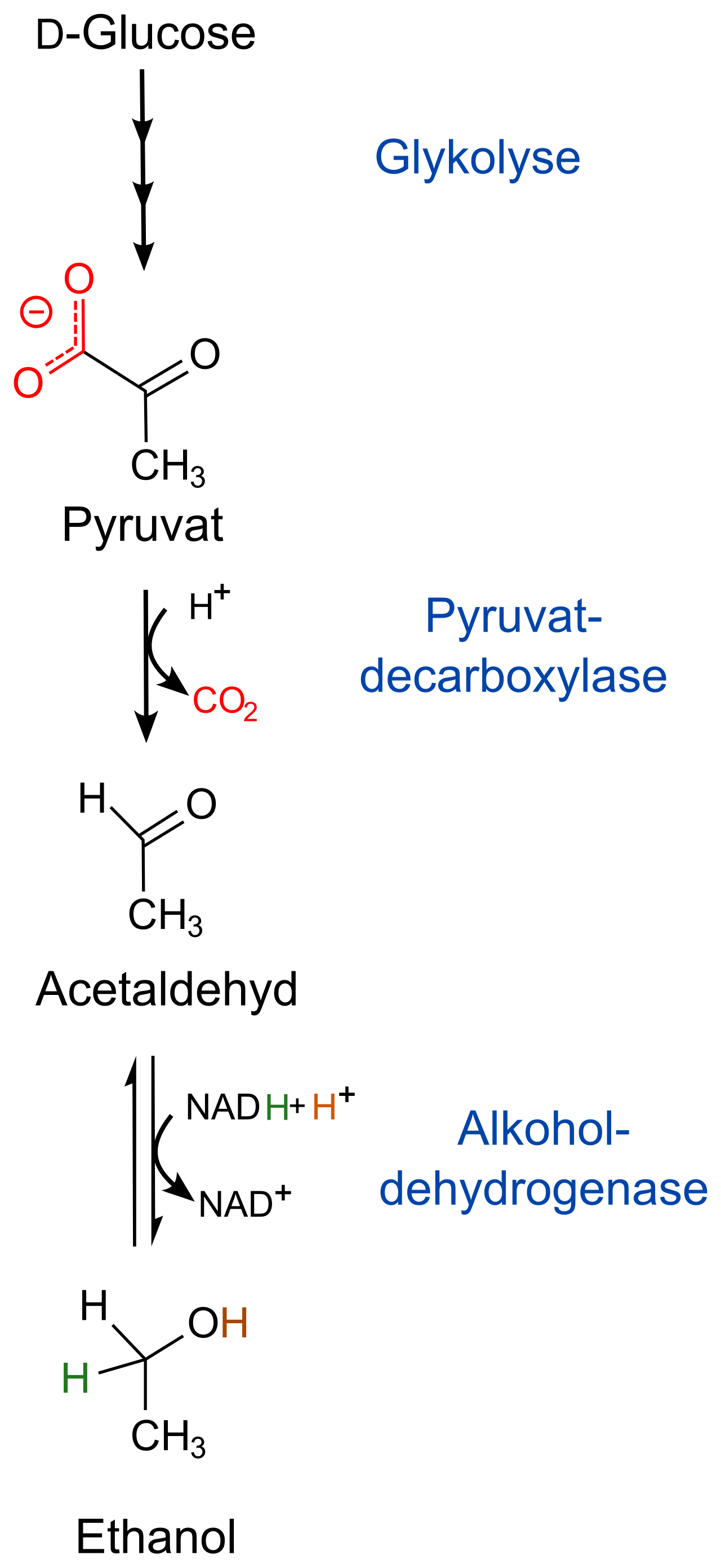 Ethanol fermentation de