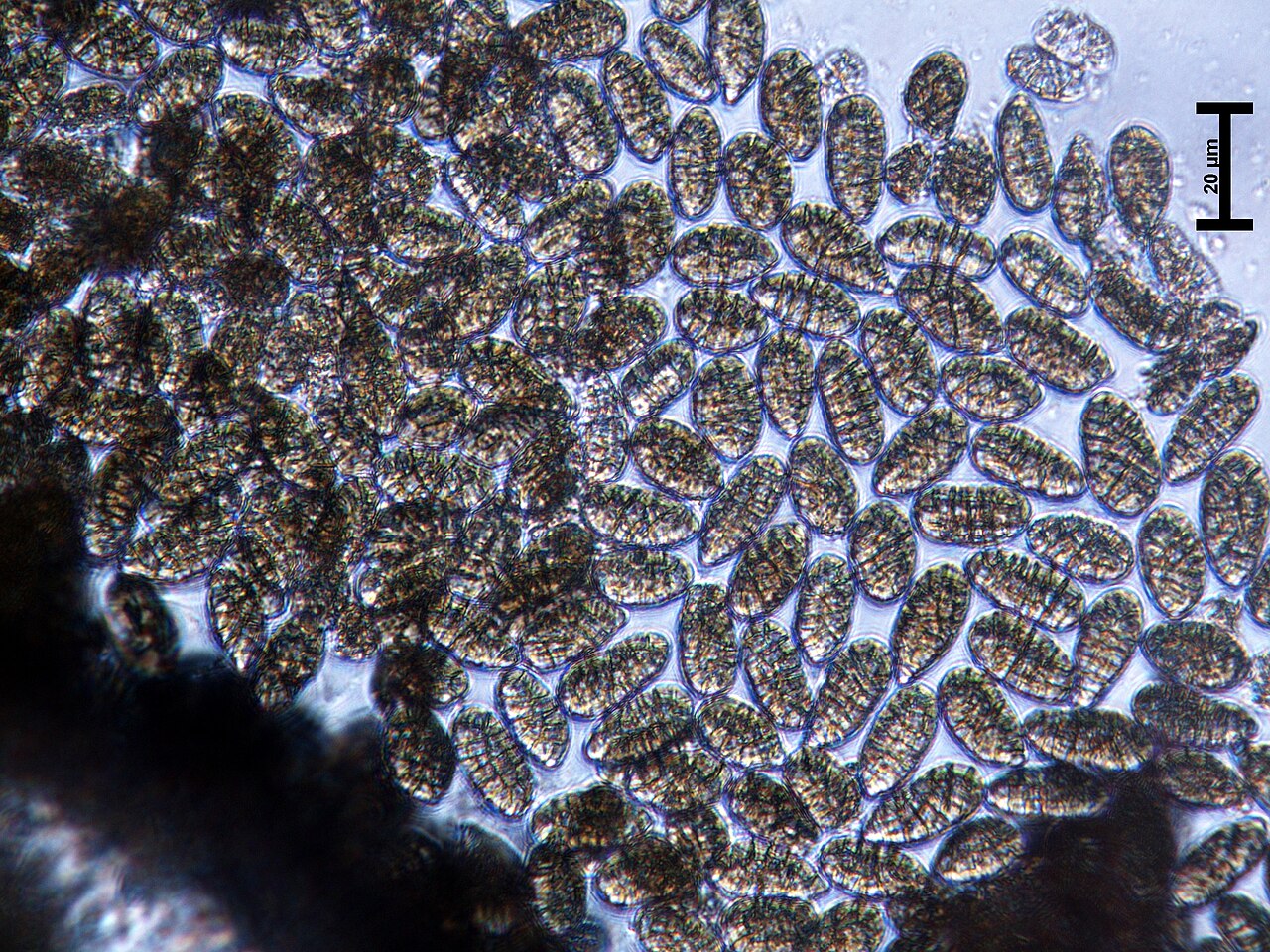 Camarosporium spores Tongass