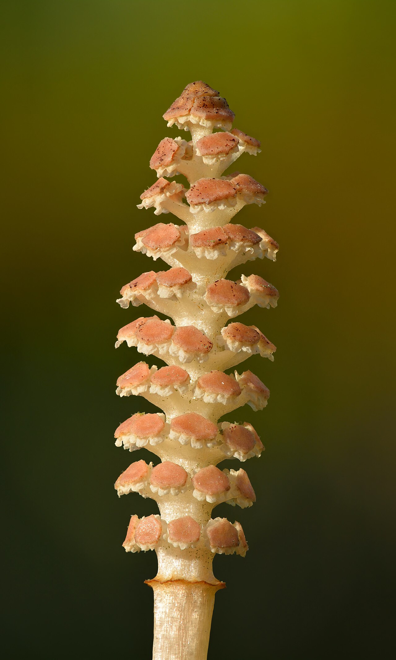 Equisetum arvense fertile spore-bearing stem - Keila