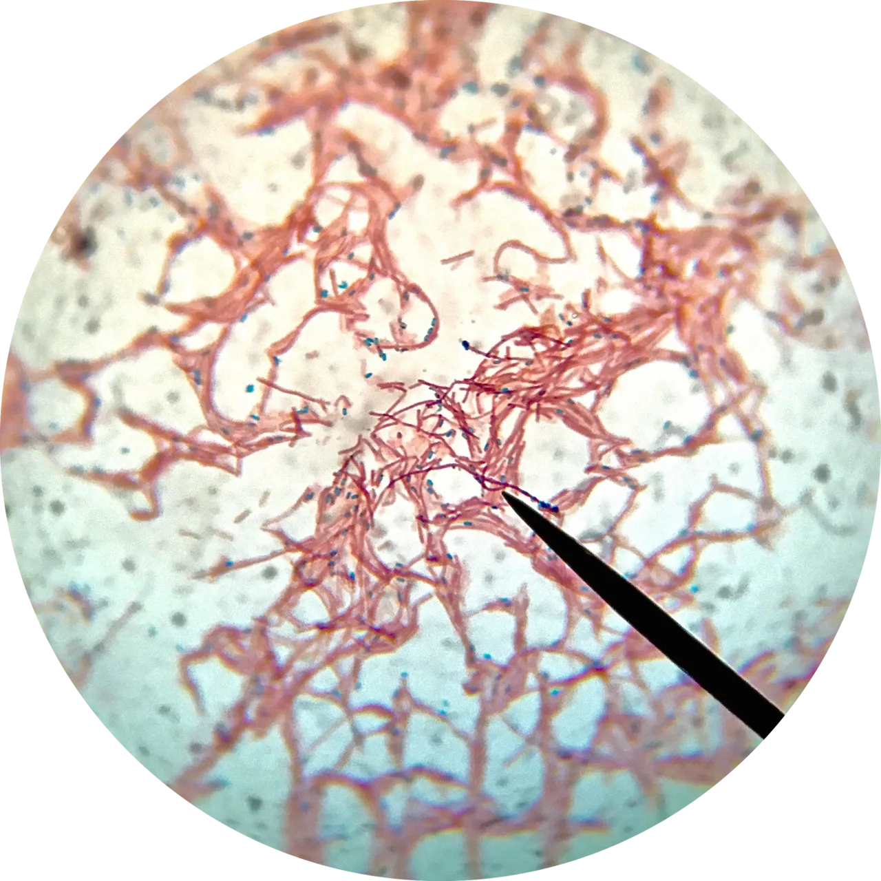 Endospore staining