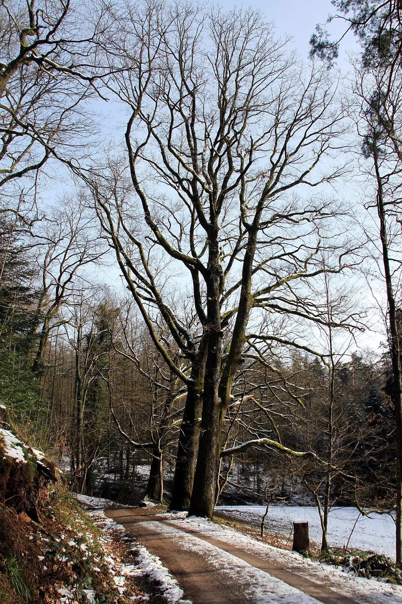 Falkenbach