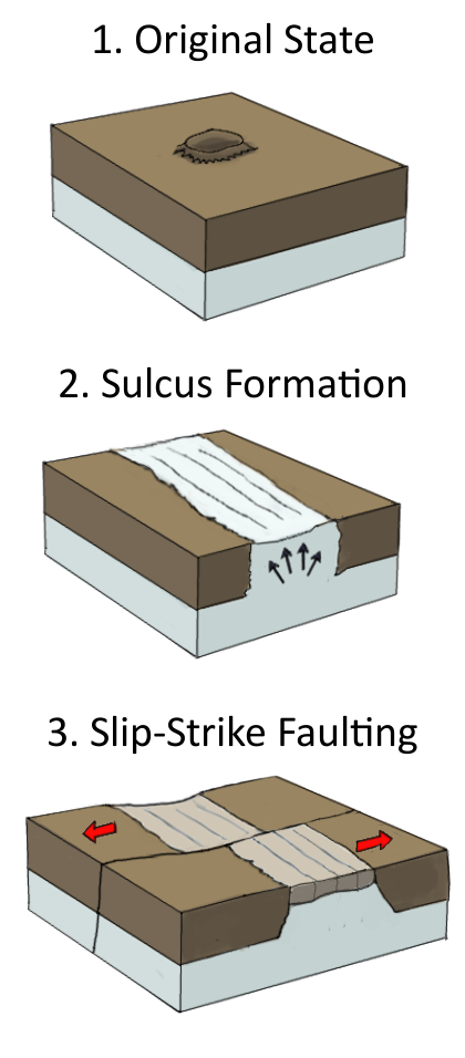 Dardanus Sulcus