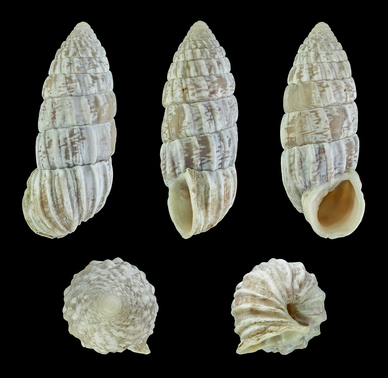 Chrysalis (hypothetical moon)