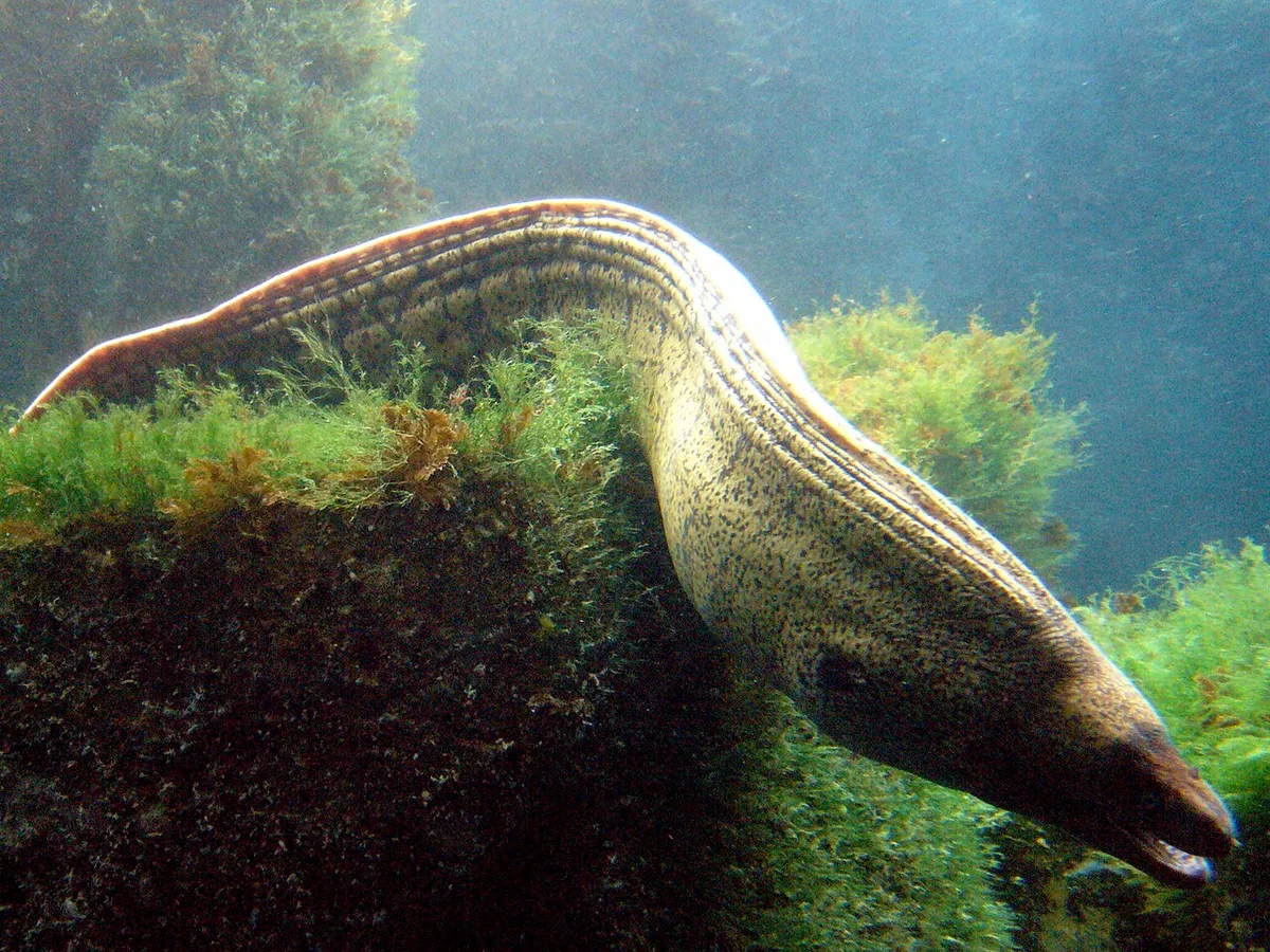 Muraena