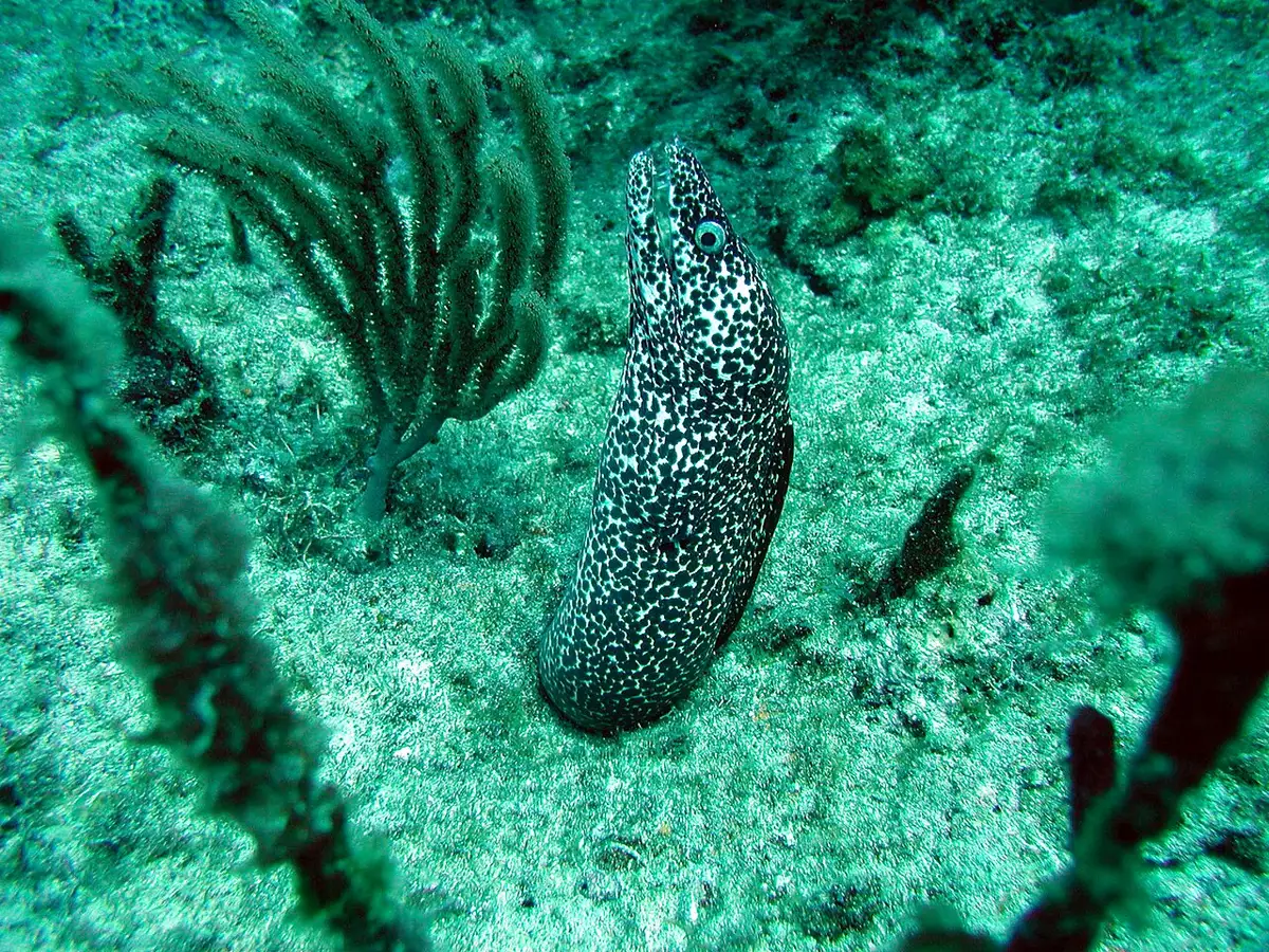 Spotted moray