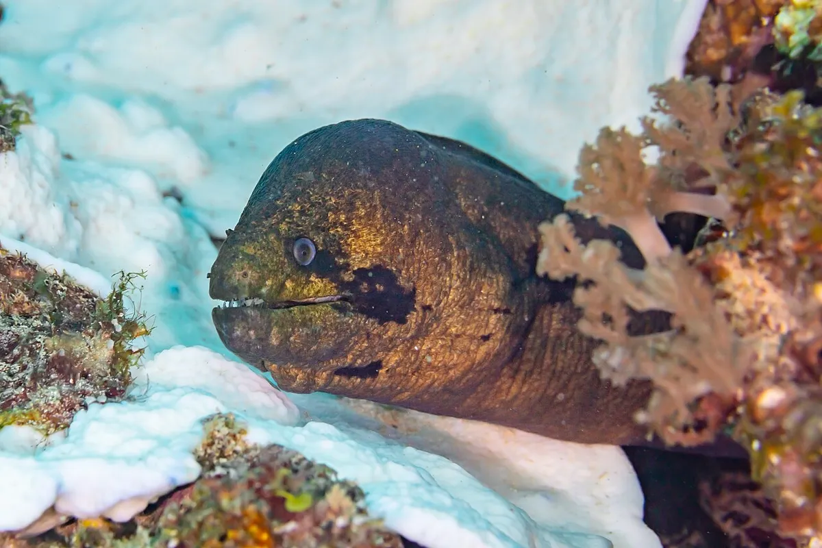 Yellow-edged moray