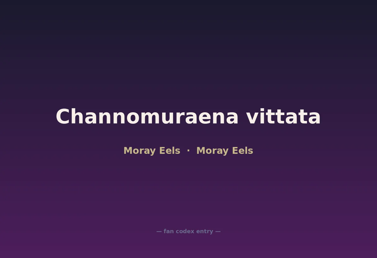 Channomuraena vittata
