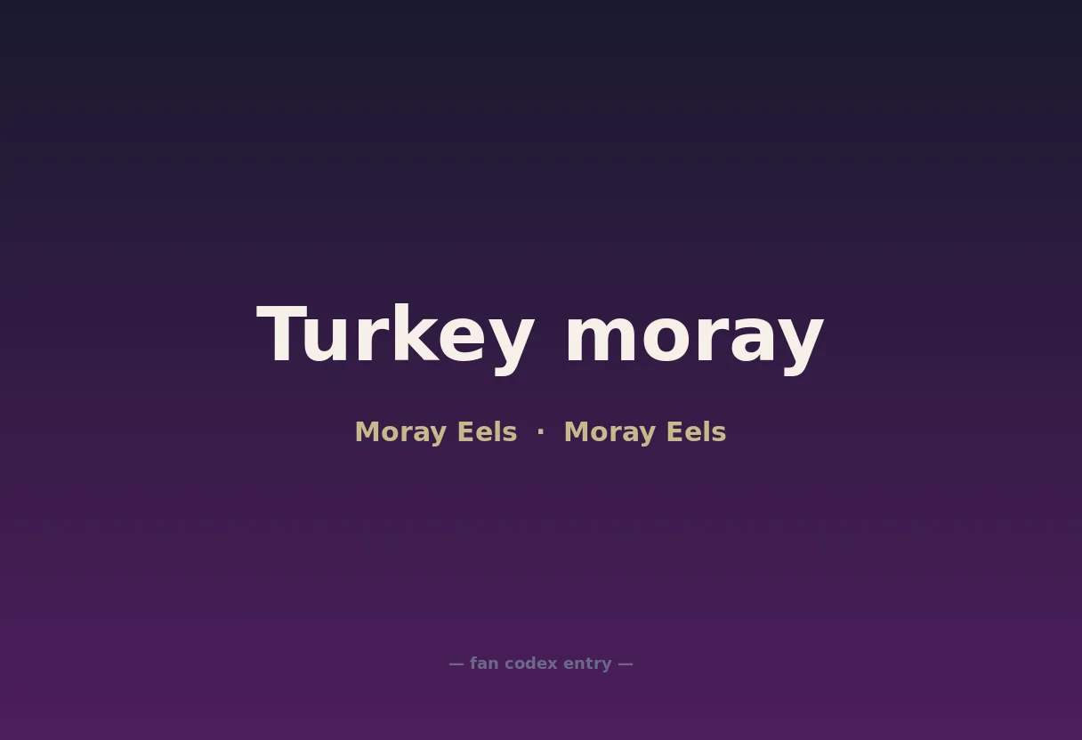 Turkey moray