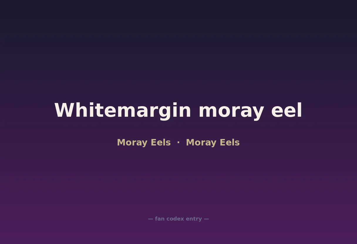 Whitemargin moray eel