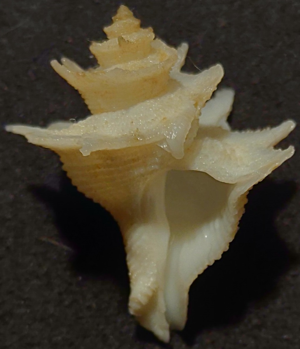 Babelomurex