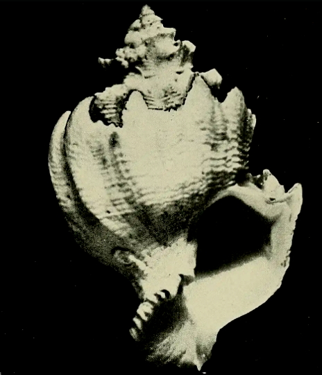 Babelomurex