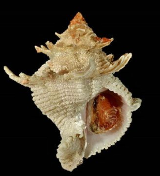 Babelomurex