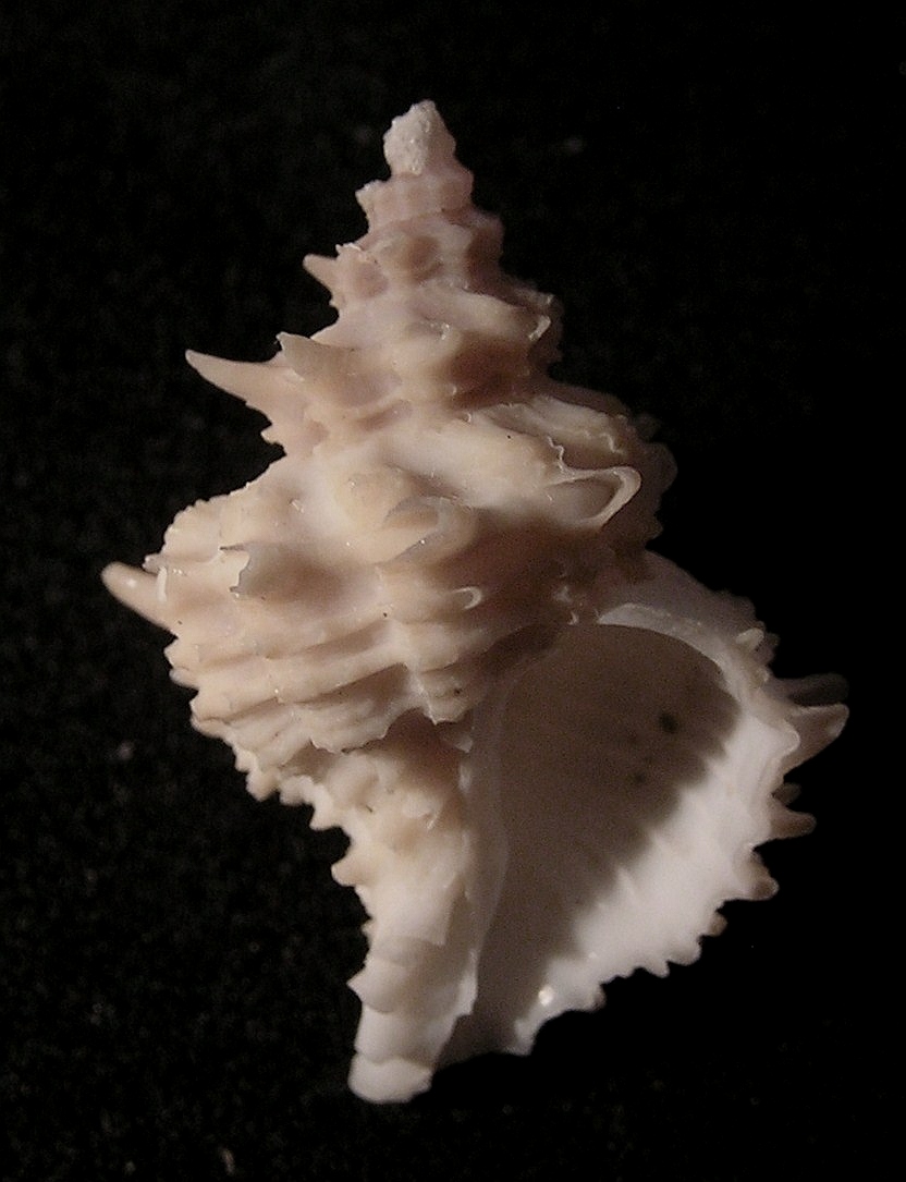 Babelomurex