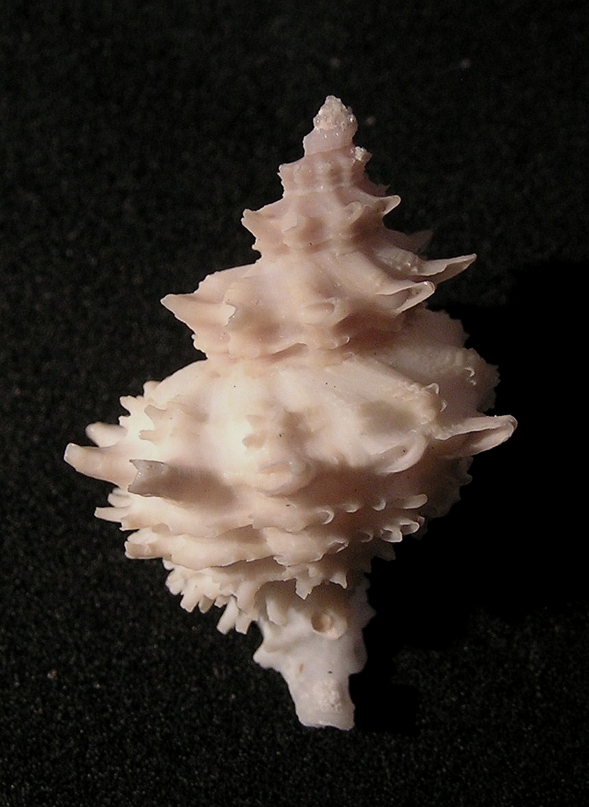 Babelomurex