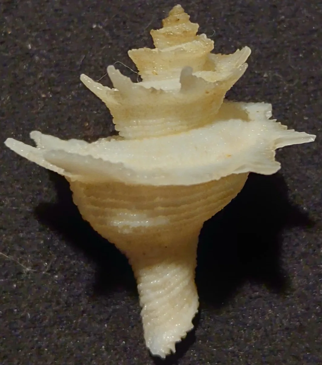 Babelomurex