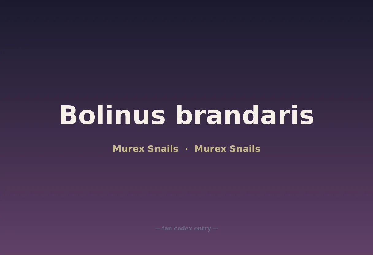 Bolinus brandaris