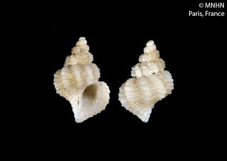 Coralliophila