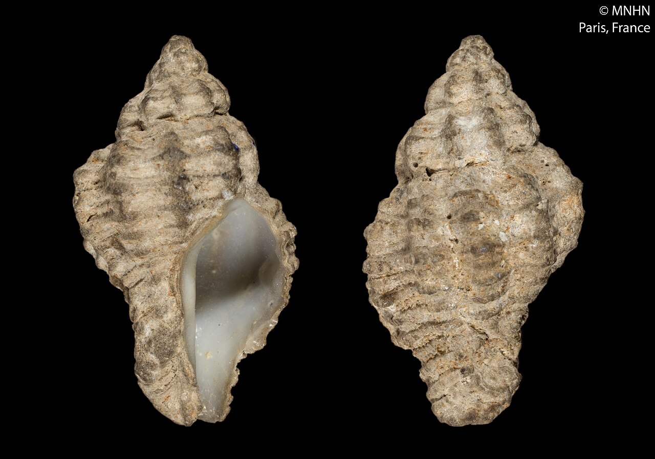 Coralliophila