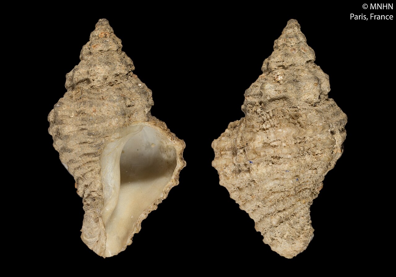 Coralliophila
