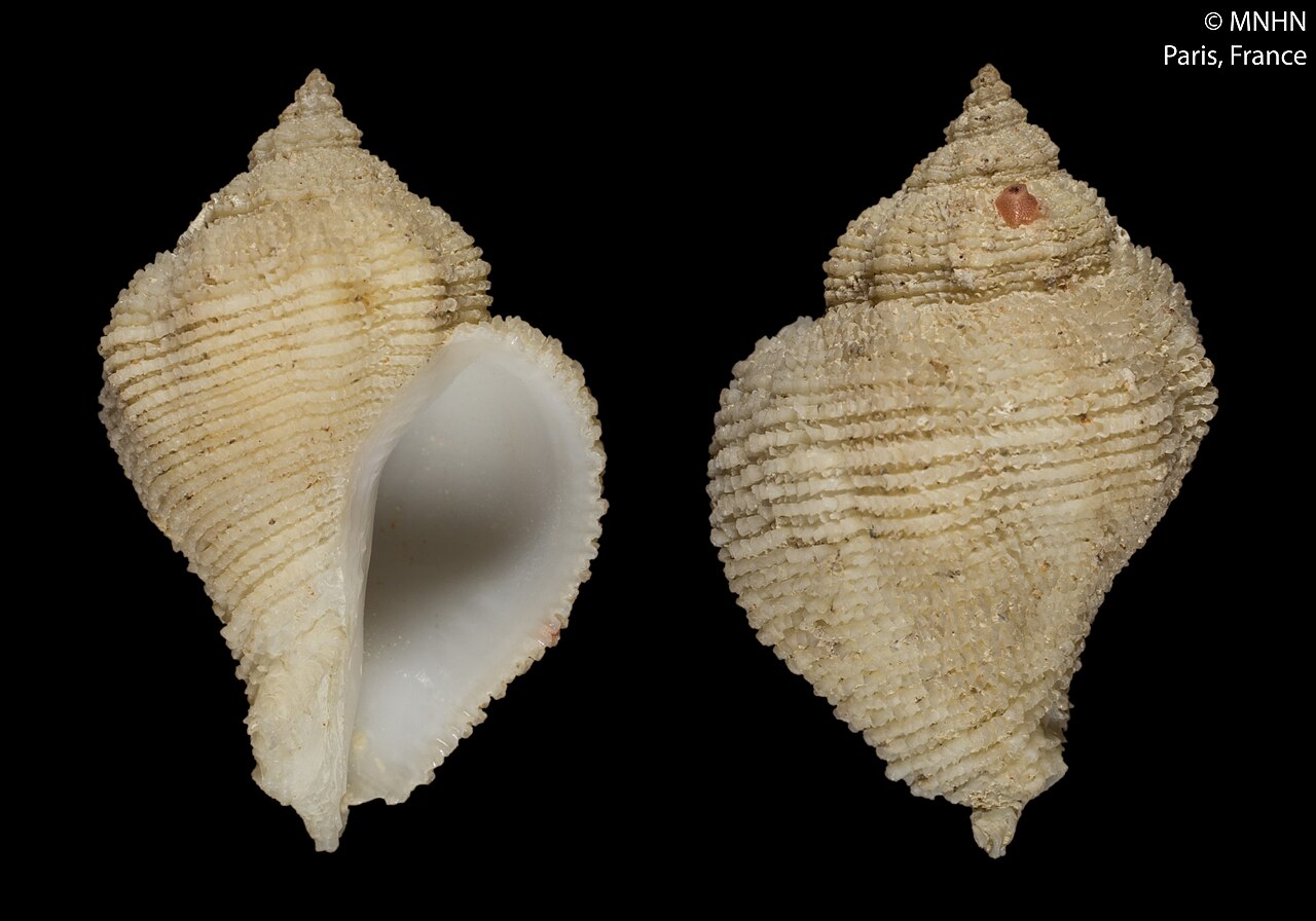 Coralliophila