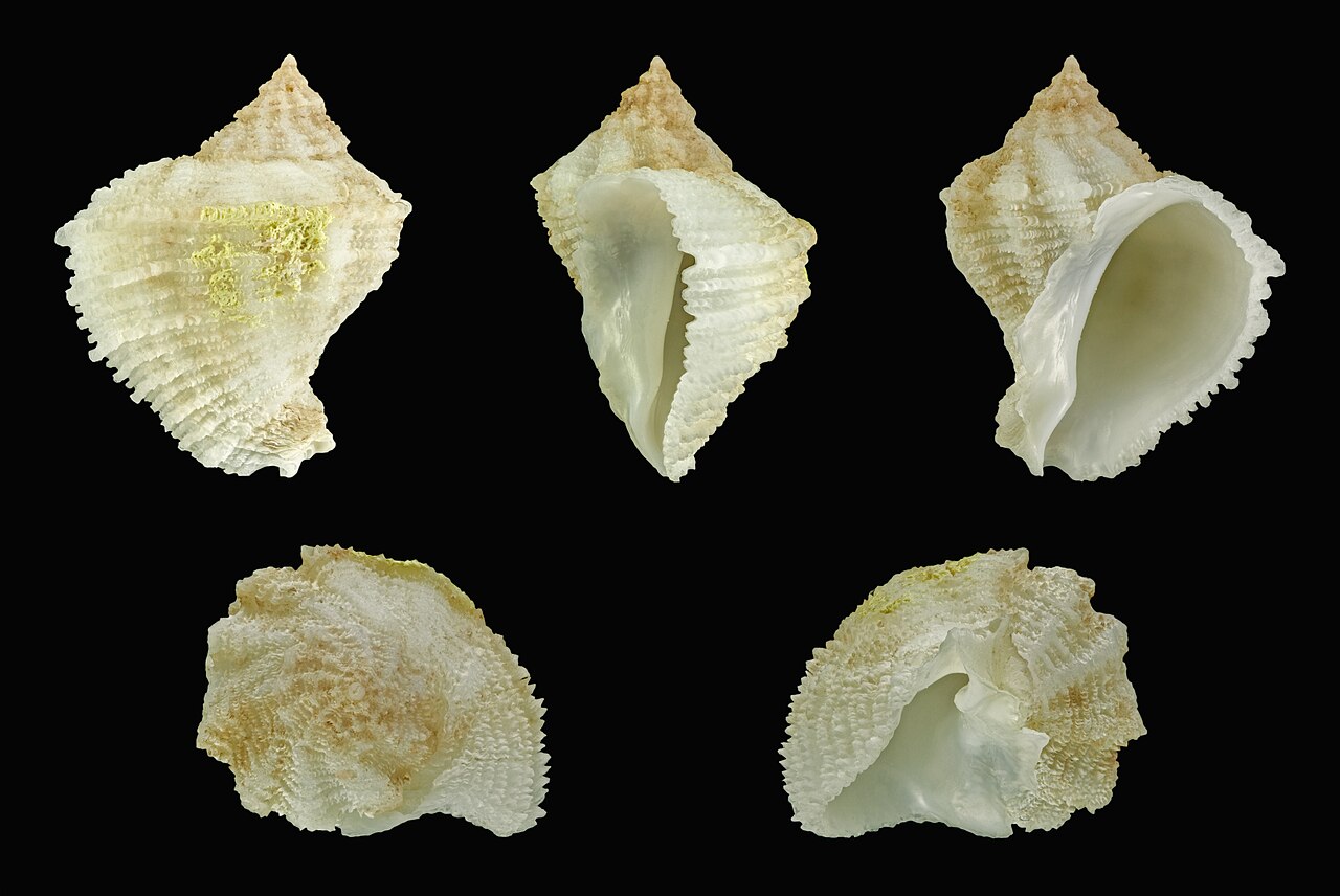 Coralliophila