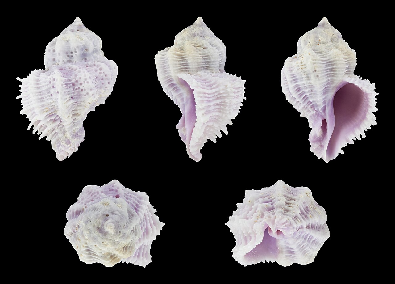 Coralliophila