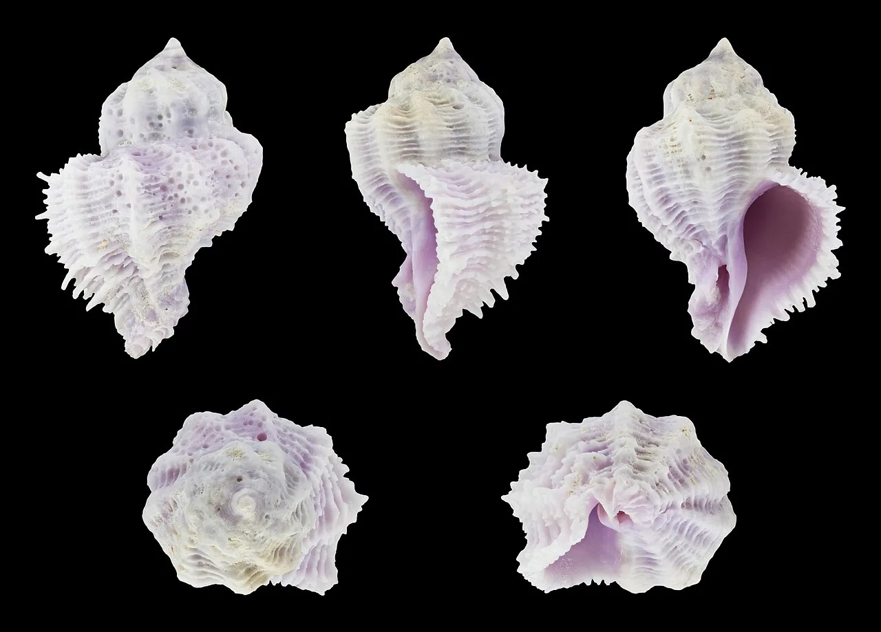 Coralliophila