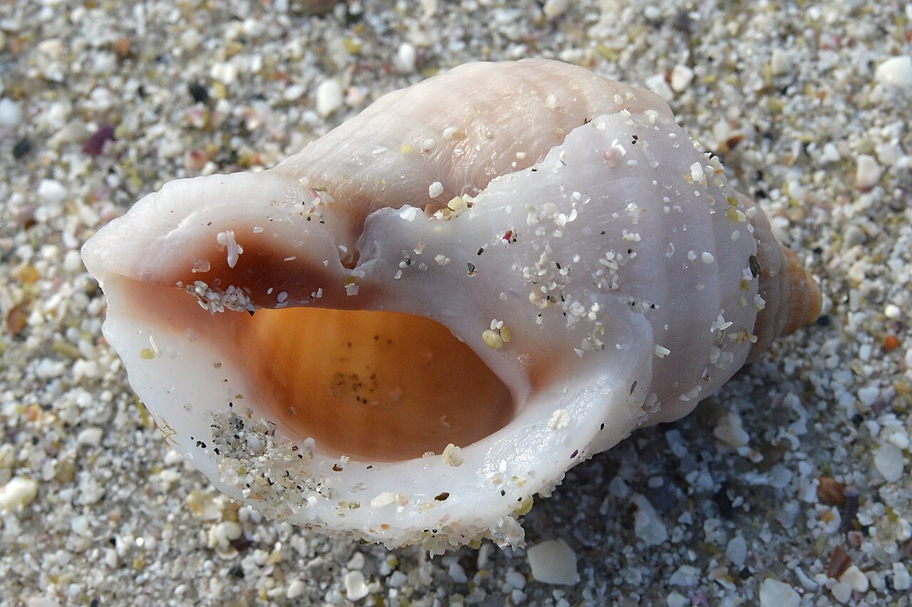 Dog whelk
