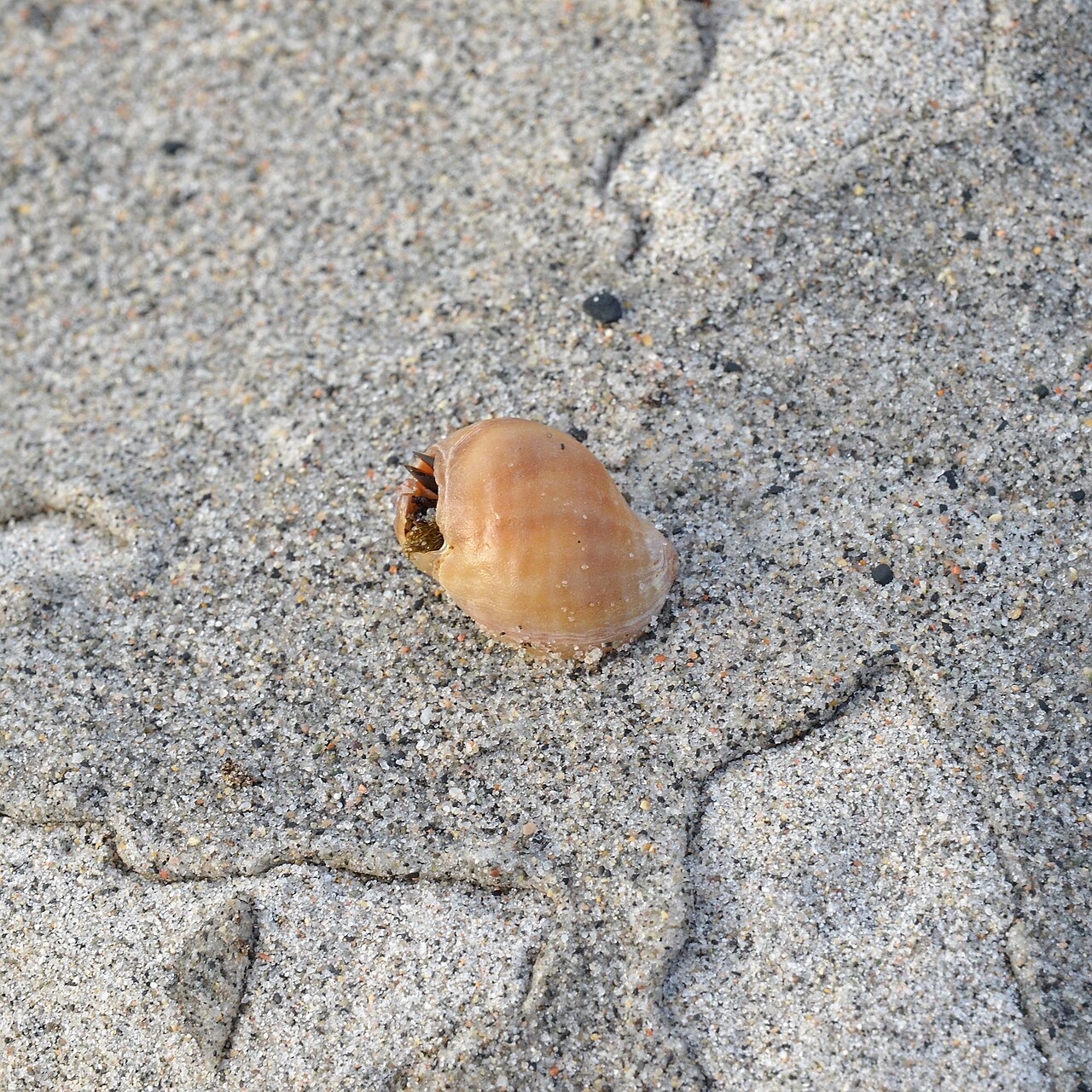 Dog whelk