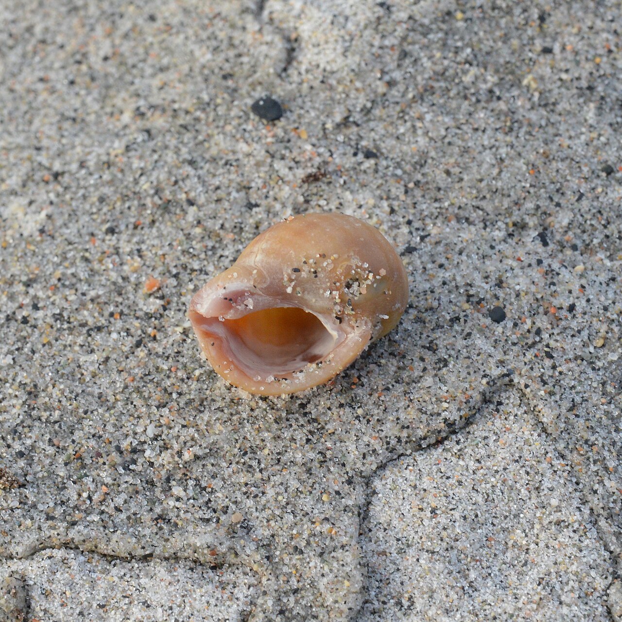 Dog whelk