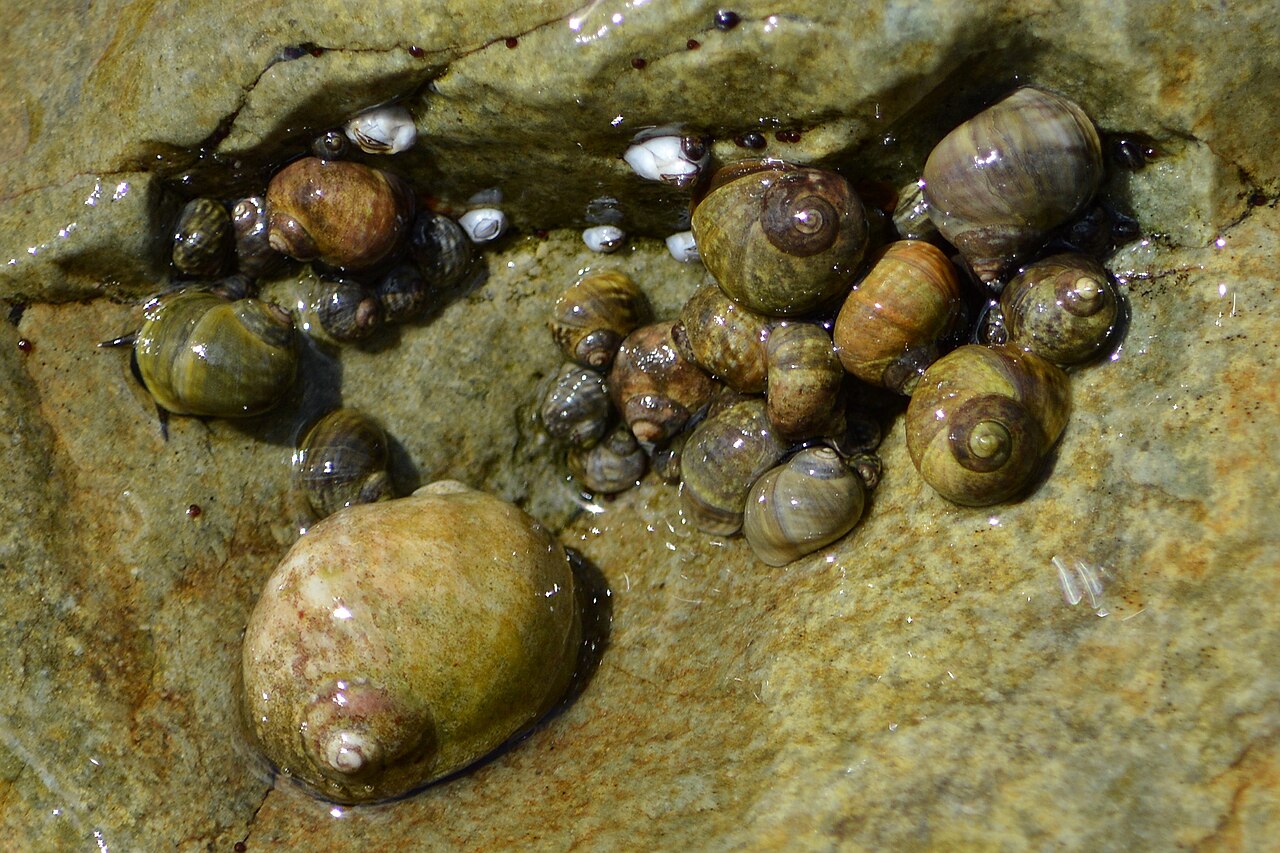 Dog whelk