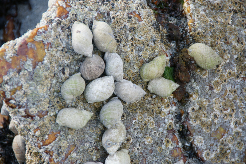 Dog whelk