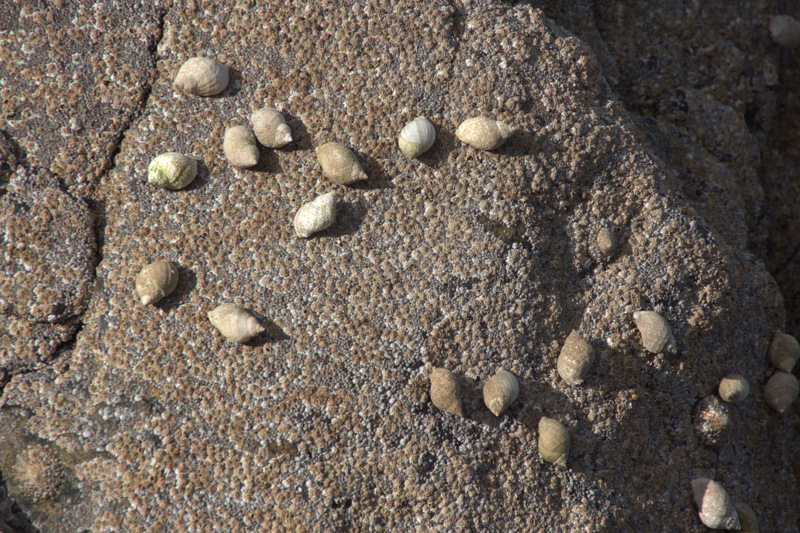Dog whelk