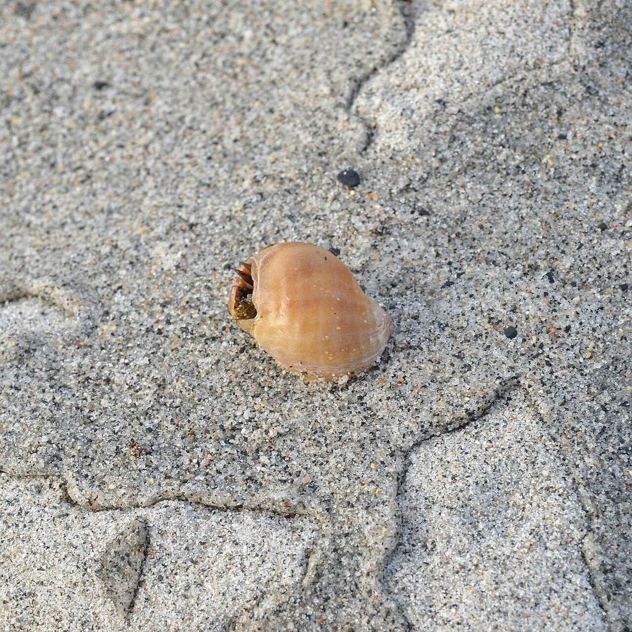Dog whelk