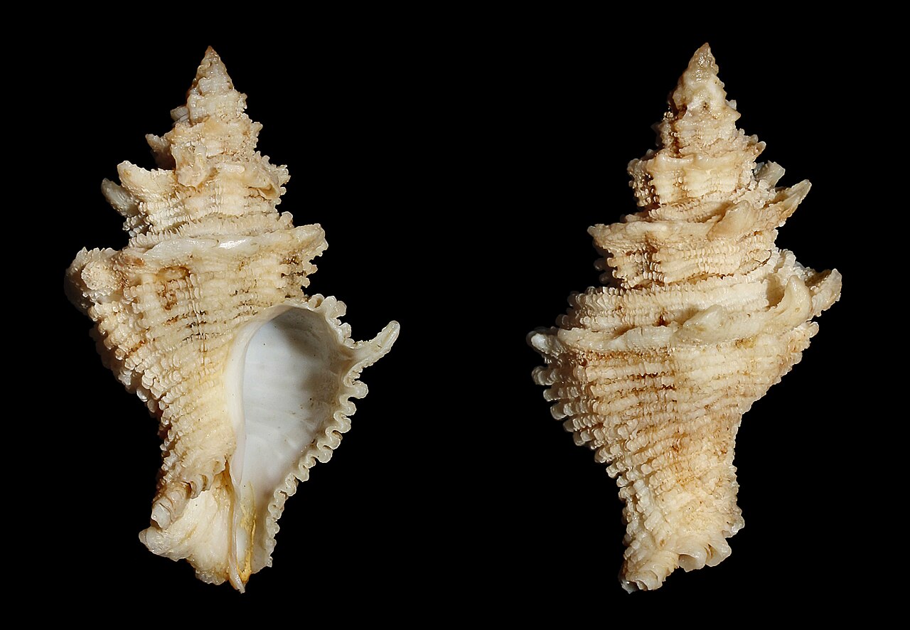 Latiaxis