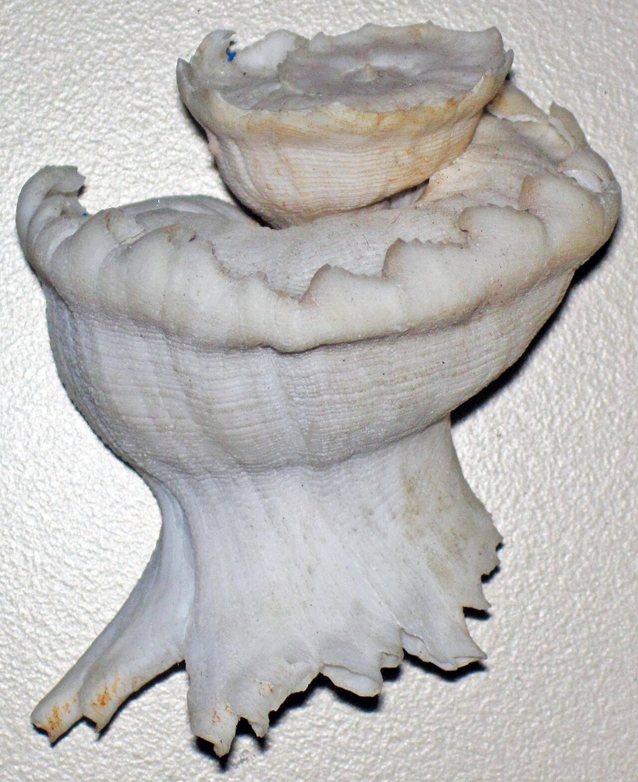 Latiaxis
