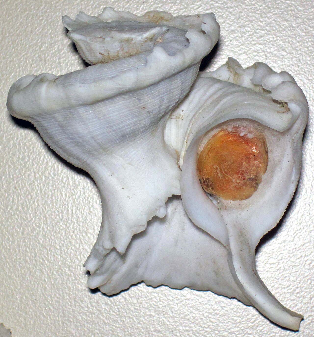 Latiaxis