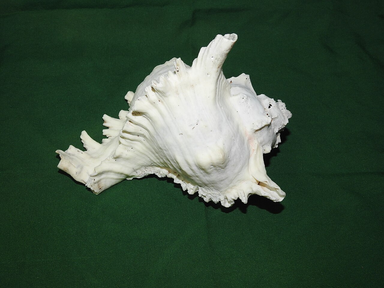 Murex