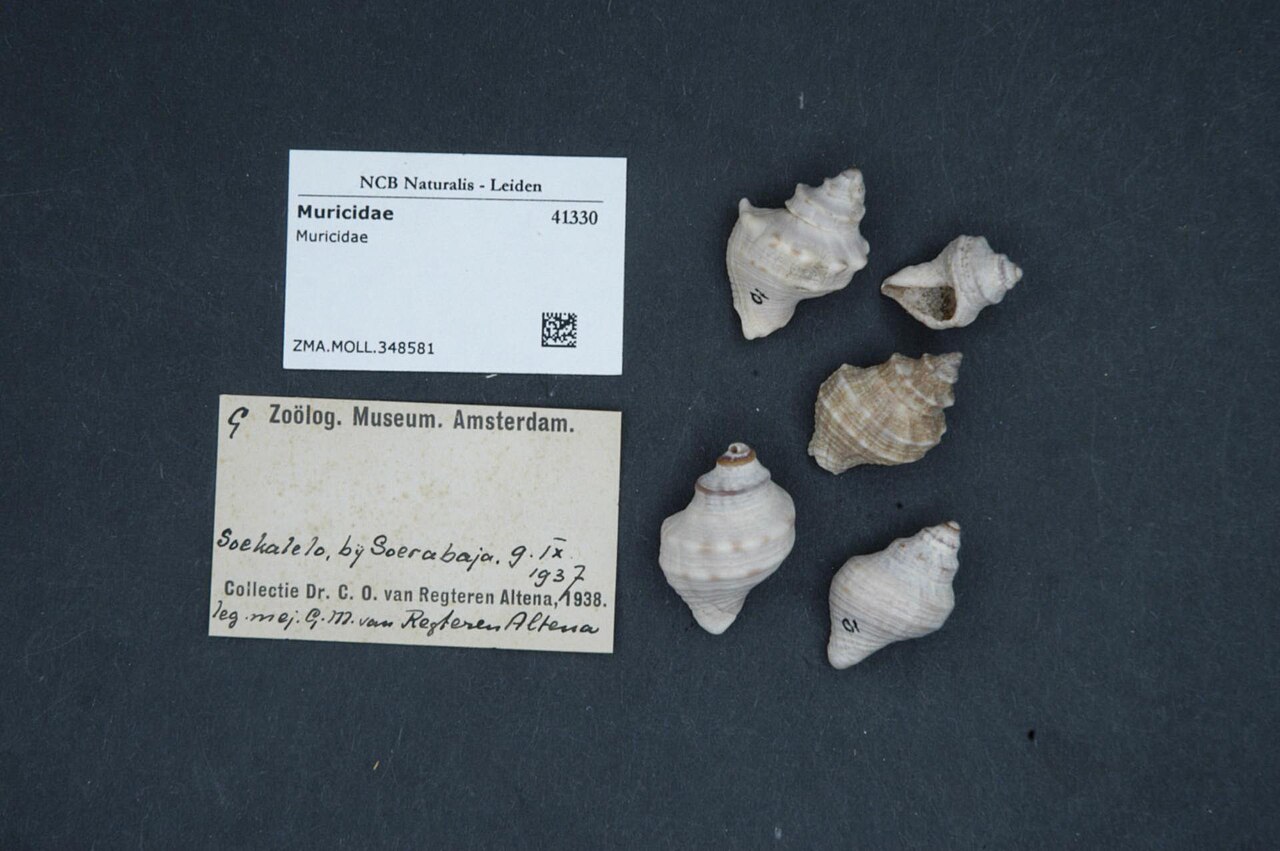 Muricidae